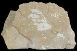 Ordovician Bryozoan (Chasmatopora) Plate - Estonia #73506-1